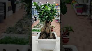 Ficus Bonsai Plant 1200rs