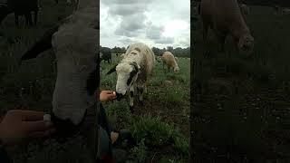 Бабочка#животные #озеро #ферма #природа #shorts #tiktok