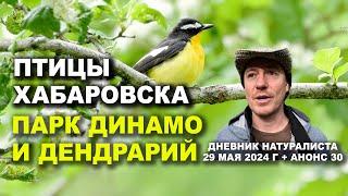 Хабаровск. Птицы парка Динамо и Дендрария. 29 мая + анонс 30 мая 2024 г.