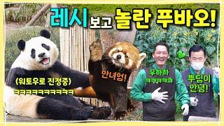 [ep.171] 푸바오가 레시를 보고 깜짝 놀라 도망갔어요!!!/ 네잎클로버 먹는 낭만판다와 장난꾸러기 송장꾸님‍️할부지의 뿌딩이사랑/ 에버랜드 판다월드