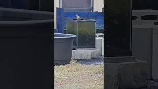 I saw a couple of Morning Doves getting some water from one of my exterior tanks... And, Louie, too