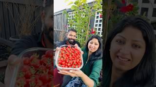 Njangalude garden lu Udaaya cherry tomato & a tip for husbands#sijoshcp #sijoshriya #malayalam