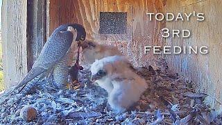 #153Falcon Nest ／Box Camera - FalconCam Project LIVE