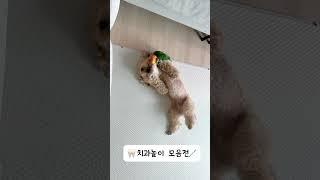 환자도 의사쌤도 안정적인 치과놀이 #강아지 #반려견 #귀여운 #펫#반려동물#반려조#노란머리카이큐#카이큐#cute#pet