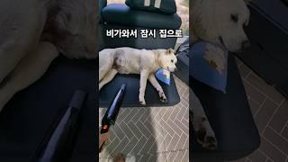 대형견 키우기 힘들어 개털~개털  ##시골개