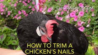 How to Trim a Chicken’s Nails