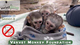 Three scared and vulnerable orphaned baby monkeys put out to find a new monkey mom