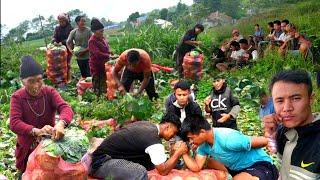 Living Organically, Morning Pastoral Life Nepali Village || Cabbage Harvesting || DB Limbu