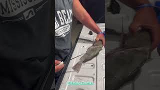 Learn My Fillet Trick for the Tastiest inshore fish around…#Blackdrum #Puppydrum #shortvideos #fyp