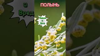 ПОЛЫНЬ, ПОЛЬЗА масел, настойки из полыний. #полынь #лекарственныерастения