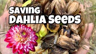 When and How to Harvest Dahlia Seeds