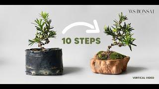 10 easy steps to diy a mini podocarpus bonsai at home [vertical video] 小雀舌盆栽新手教学