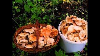 Mushroom picking with GRIBOED/ Where mushrooms grow in the spring / Mayan rush / Calocybe gambosa