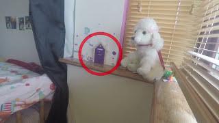 REAL FAIRY Caught on Camera COLLECTING KEY from FAIRY DOOR