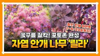 [30%할인 이벤트]' 신품종 안개나무 릴라' 정원을 세련되게 꾸미고, 고급스러움을 선사하세요!