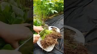 This vegetable root is planted in the ground.