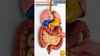 Animation of Digestive System | Stomach AI Art | 25