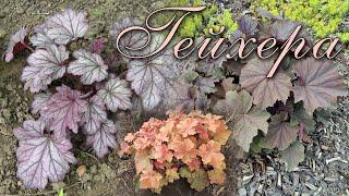 Heuchera in the garden: plant features and growing secrets.