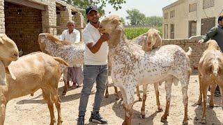 Ye Nahi Dakha To Kuch Nahi Dakha Big Size Makhi Chena