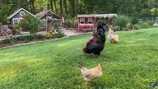 Hot Day in the Chicken Yard