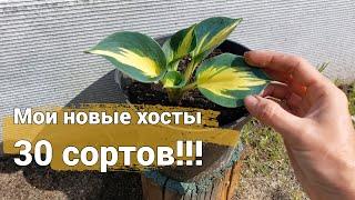 В коллекции хост прибавление! Новые хосты 2023