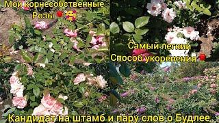Черенкование роз-Почему пропадают черенки ?Когда пересадить малышей? ВСЕ вопросы по укоренению роз