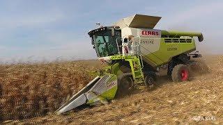 CLAAS LEXION 760TT [Bemutató Magyarországon kukoricában]