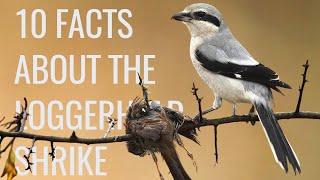 10 Facts About the "Butcher Bird" (Loggerhead Shrike)