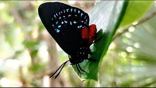 Key West Tropical Forest & Botanical Garden