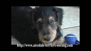 Airedale Oorang Puppies @ 8Wks Old - Airedale Terriers