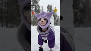 Cat vs Snow️ #cats #pets #shorts #sphynx #adventure