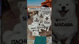 Uchihas full family members #anime #naruto #memes #dasianimex