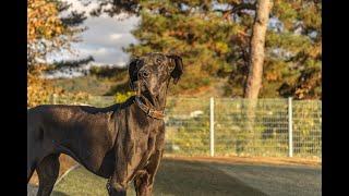 Great Dane and Irish Wolfhound vlog | 아이리쉬울프하운드 블로그