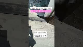 냥도중요하지만이웃간에배려가필요 더불어살아#길냥이 #재미로고양이 #고양이 #cat