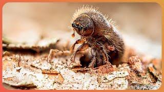 How Tiny Elm Bark Beetles Are Destroying Forests: The Microscopic Threat