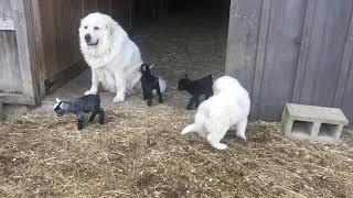 Great Pyrenees and Pygmy Goats