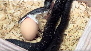 Black Snake Trying To Eat A Chicken Egg