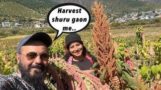 Harvesting local crops in Nepal, Himalayas