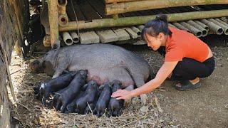 Harvesting the vegetable garden, taking care of the newborn pigs | farm building /Bàn Thị Diết