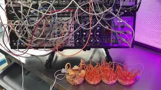 Mushrooms Controlling Synths: Playing A Forest Of Cordyceps