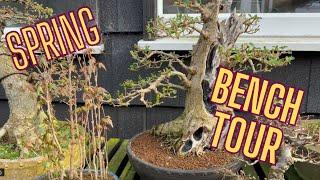  SPRING BONSAI BENCH TOUR! 