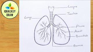 How to draw lungs - very easy for beginners || Lungs Drawing || step by step