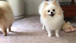 female pomeranian dog barking | pomeranian Puppies Barking