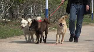 中华田园犬螃蟹放开就去打架，阿黄甘当小跟班，刚获的自由就没了！