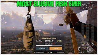 Unique Volga Zander Guide - Hardest Fish To Catch - Akhtuba River - Fishing Planet