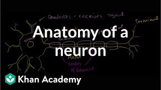 Anatomy of a neuron | Human anatomy and physiology | Health & Medicine | Khan Academy