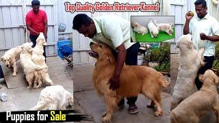 Top Quality Golden Retriever Kennel | Dreamer Paul Vlog