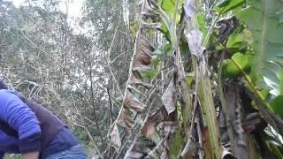 Cutting down a banana tree in sub-tropical New Zealand