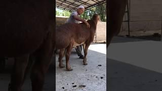Кочкор по кличке Непобедимый115см #shorts #arashan #gissar #sheep #fermer