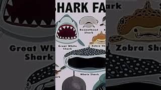 Types of sharks faces       Goblin shark
